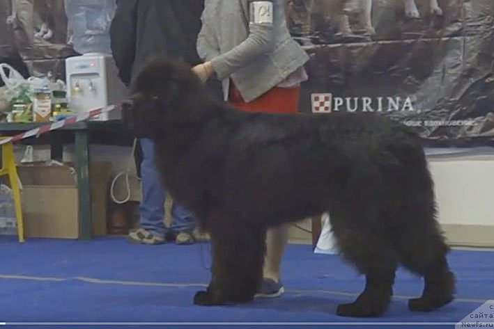 Фото: ньюфаундленд Zhustin s Berega Dona (Жюстин с Берега Дона)