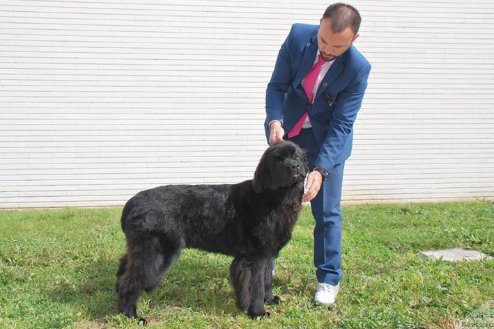 Фото: ньюфаундленд Zhenrietta  s Berega Dona (Женриетта с Берега Дона)