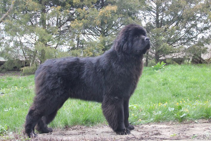 Фото: ньюфаундленд Zhanetta s Berega Dona (Жанетта с Берега Дона)