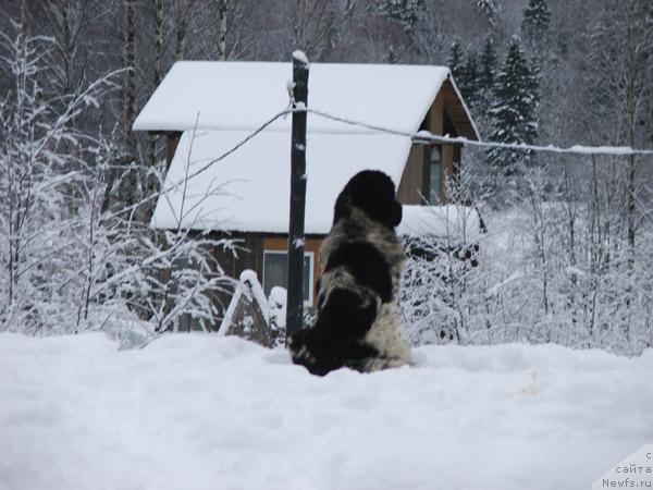 Фото: ньюфаундленд Plushevaya Panda Debra (Плюшевая Панда Дэбра)