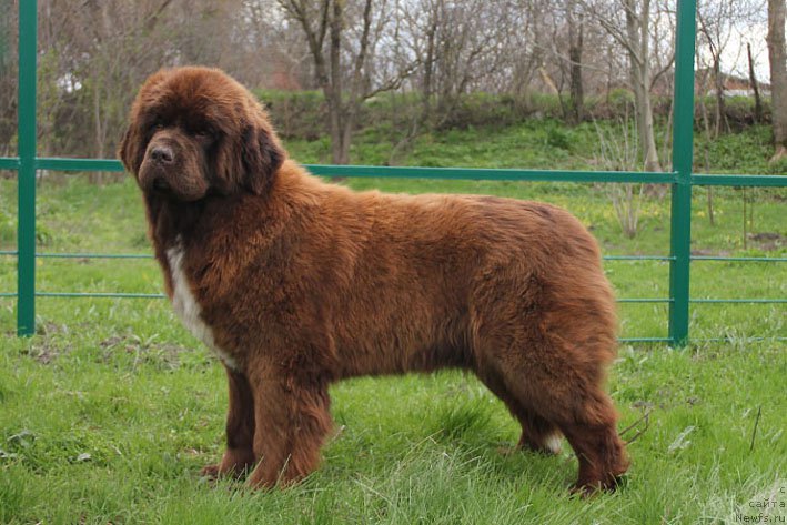 Фото: ньюфаундленд Gospozha Udacha s Berega Dona (Госпожа Удача с Берега Дона)