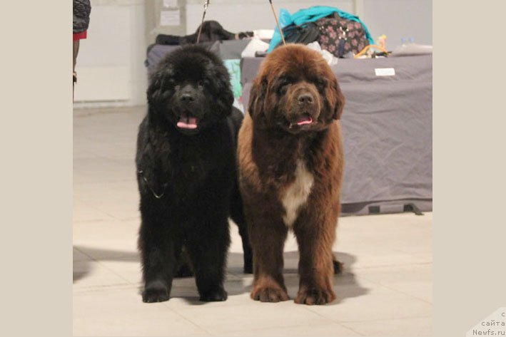 Фото: ньюфаундленд Zhanetta s Berega Dona (Жанетта с Берега Дона), ньюфаундленд Gospozha Udacha s Berega Dona (Госпожа Удача с Берега Дона)