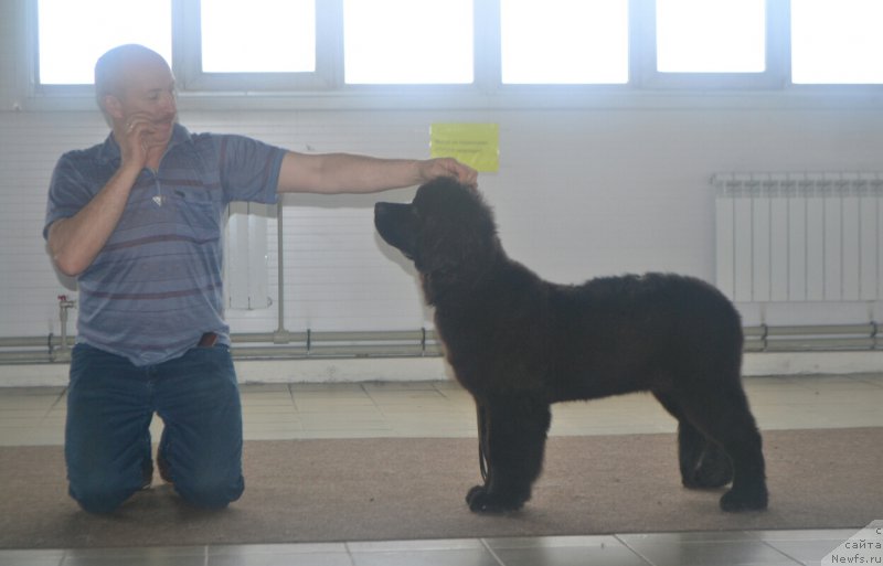 Фото: ньюфаундленд Nezhnaya Karamelka Fiona (Нежная Карамелька Фиона)