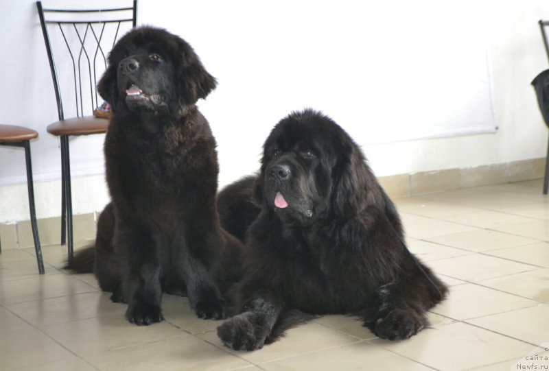 Фото: ньюфаундленд Nezhnaya Karamelka Fiona (Нежная Карамелька Фиона), ньюфаундленд Nazar Vyatskiy Medved (Назар Вятский Медведь)