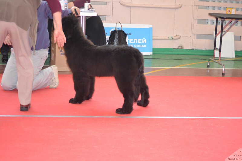 Фото: ньюфаундленд Nezhnaya Karamelka Fiona (Нежная Карамелька Фиона)