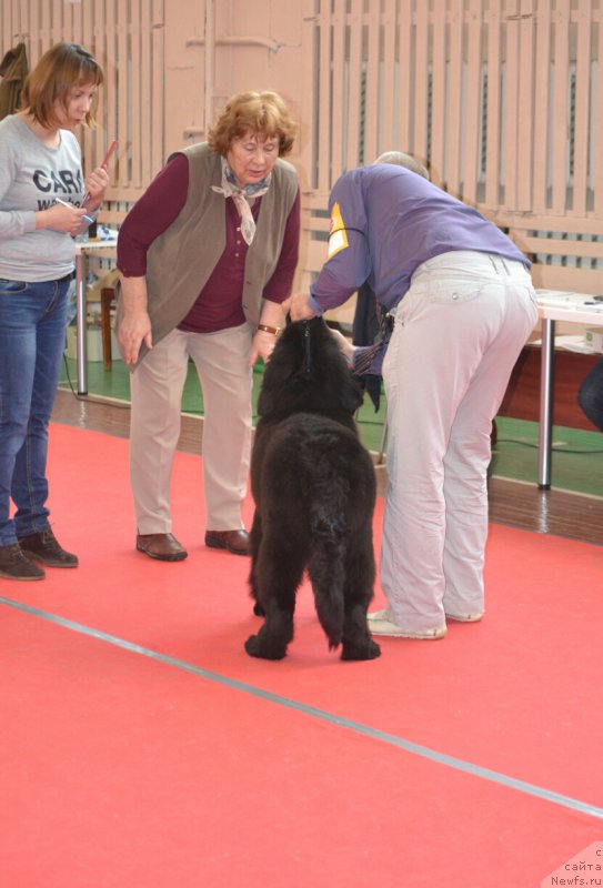 Фото: ньюфаундленд Nezhnaya Karamelka Fiona (Нежная Карамелька Фиона)