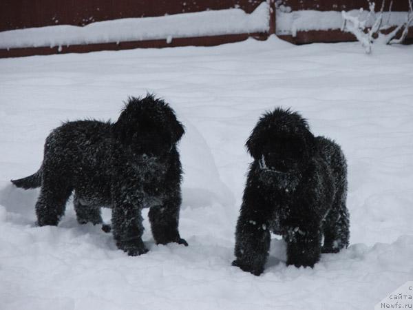 Фото: ньюфаундленд Plyushevaya Panda Mister Iks (Плюшевая Панда Мистер Икс)