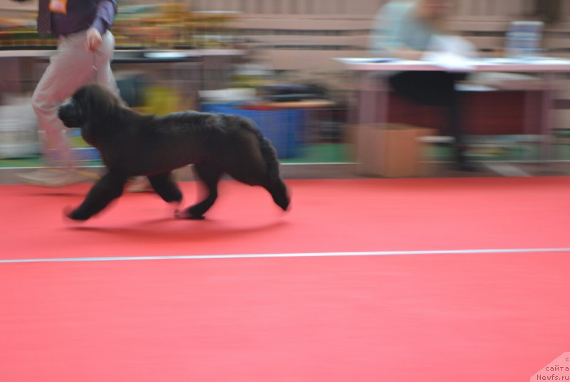 Фото: ньюфаундленд Nikita Bogatyr Imperii (Никита Богатырь Империи)