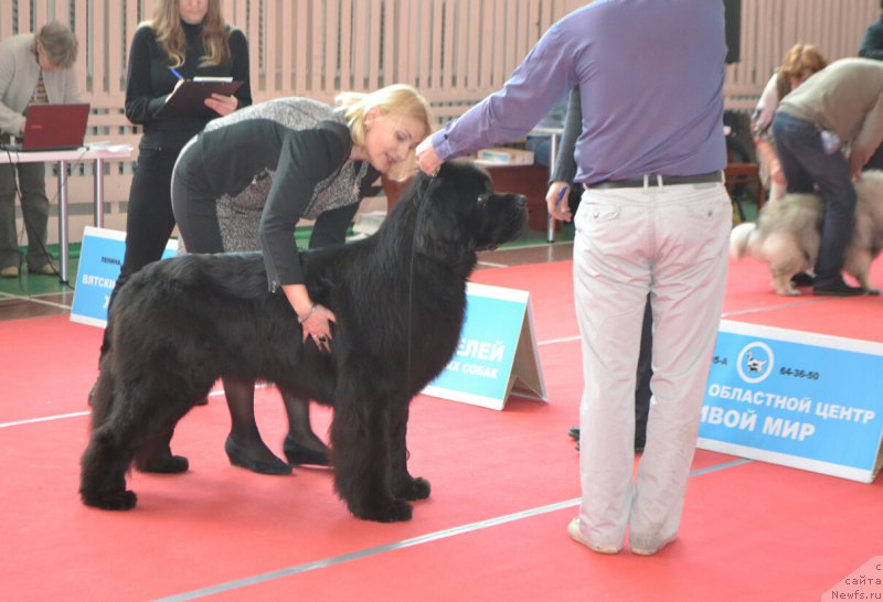 Фото: ньюфаундленд Nazar Vyatskiy Medved (Назар Вятский Медведь)
