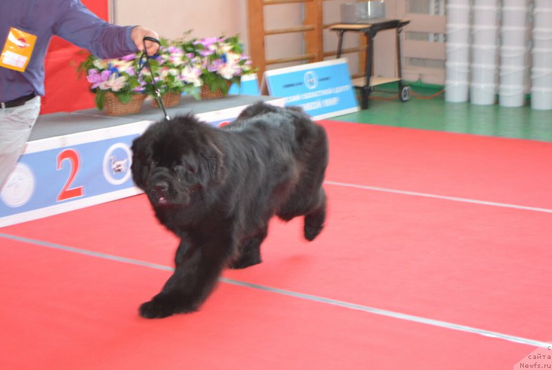Фото: ньюфаундленд Nazar Vyatskiy Medved (Назар Вятский Медведь)
