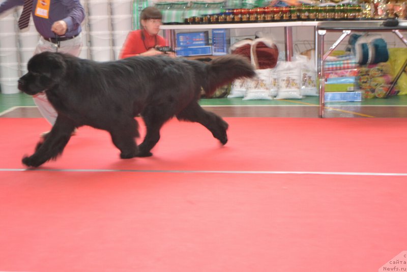 Фото: ньюфаундленд Nazar Vyatskiy Medved (Назар Вятский Медведь)