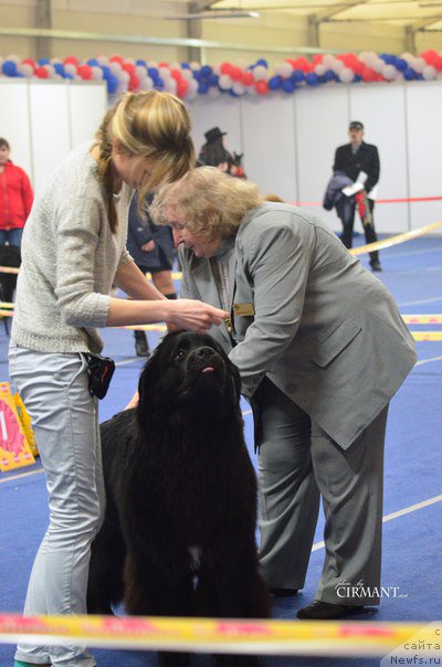 Фото: ньюфаундленд Belkonder-Club Jamaica Blue Mountin (Белкондер-Клаб Ямайка Блю Маунтин)