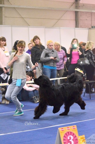 Фото: ньюфаундленд Belkonder-Club Jamaica Blue Mountin (Белкондер-Клаб Ямайка Блю Маунтин)