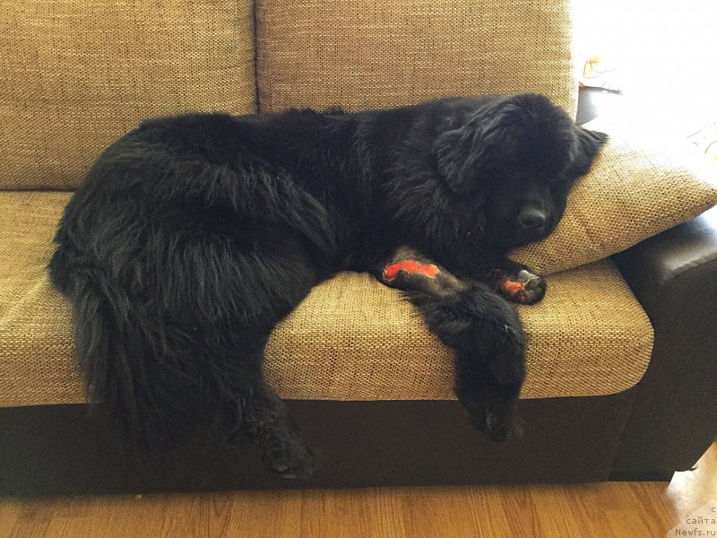 Фото: ньюфаундленд Brownblood MSK Harita Havva (Браунблад МСК Харита Хавва)