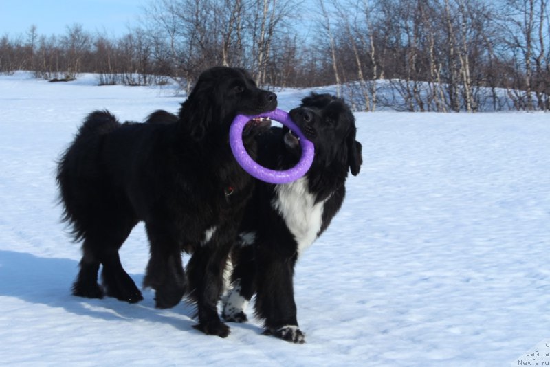 Фото: ньюфаундленд Ledi Fortuna (Леди Фортуна), ньюфаундленд Linda Eva (Линда Ева)