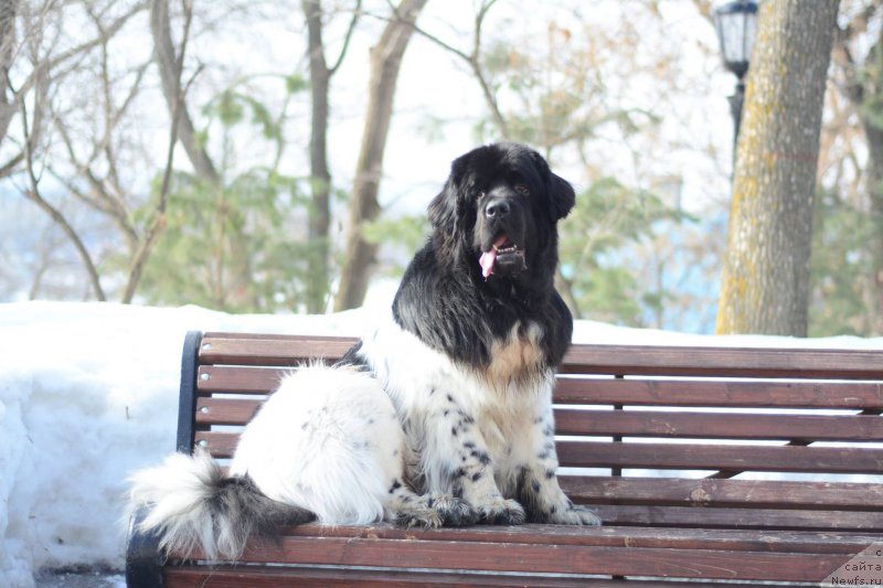 Фото: ньюфаундленд Plushevaya Panda Ferrero Rond Noir (Плюшевая Панда Ферреро Ронд Нуар)