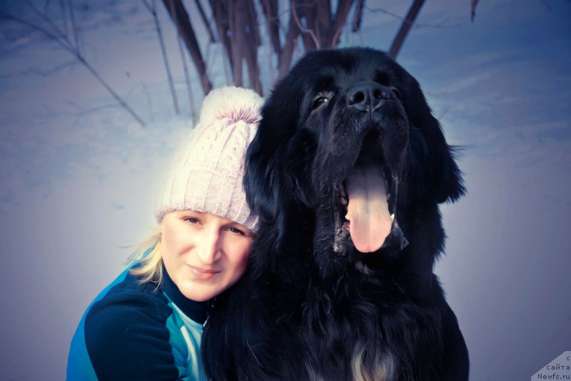 Фото: ньюфаундленд Plushevaya Panda Ferrero Rond Noir (Плюшевая Панда Ферреро Ронд Нуар), Kseniya Gorodnicheva (Ксения Городничева)