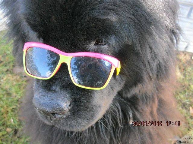 Фото: ньюфаундленд Beguschaya po Volnam As Good As It Gets (Бегущая по Волнам Ас Гоод Ас Ит Гетс)