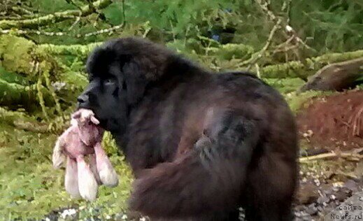 Фото: ньюфаундленд Chernaya Mafia Аngel Among Us (Черная Мафия Ангел Амонг Ус)