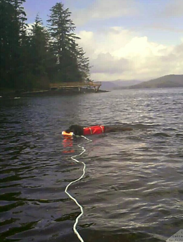 Фото: ньюфаундленд Chernaya Mafia Аngel Among Us (Черная Мафия Ангел Амонг Ус)