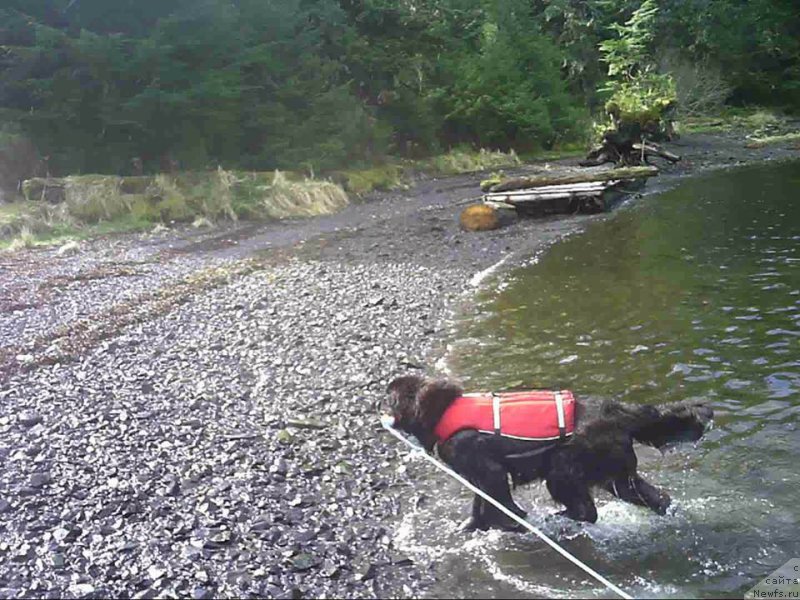 Фото: ньюфаундленд Chernaya Mafia Аngel Among Us (Черная Мафия Ангел Амонг Ус)