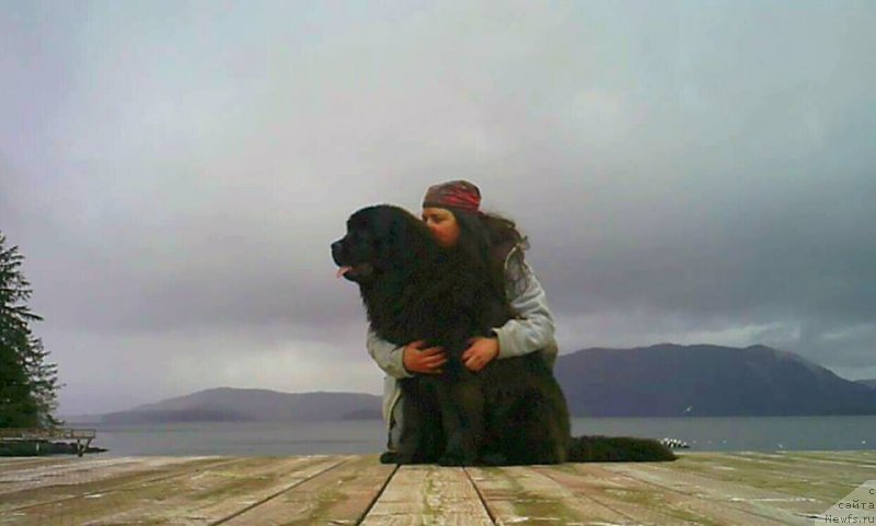 Фото: ньюфаундленд Chernaya Mafia Аngel Among Us (Черная Мафия Ангел Амонг Ус)