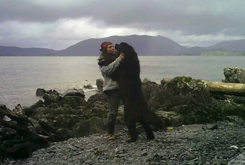 Фото: ньюфаундленд Chernaya Mafia Аngel Among Us (Черная Мафия Ангел Амонг Ус)