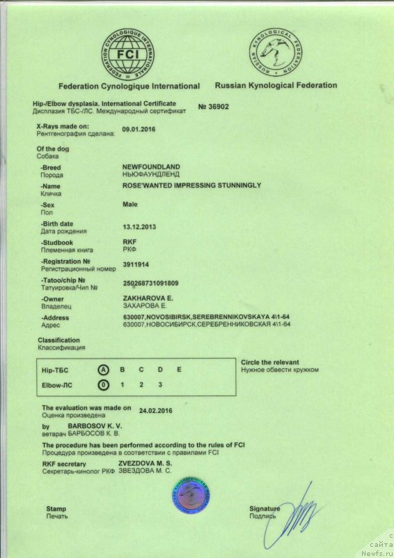 Фото: ньюфаундленд Rose Wanted Impressing Stunningly