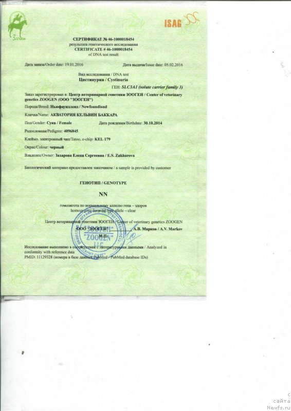 Фото: ньюфаундленд Aquatoriya Kelvin Bakkara (Акватория Келвин Баккара)