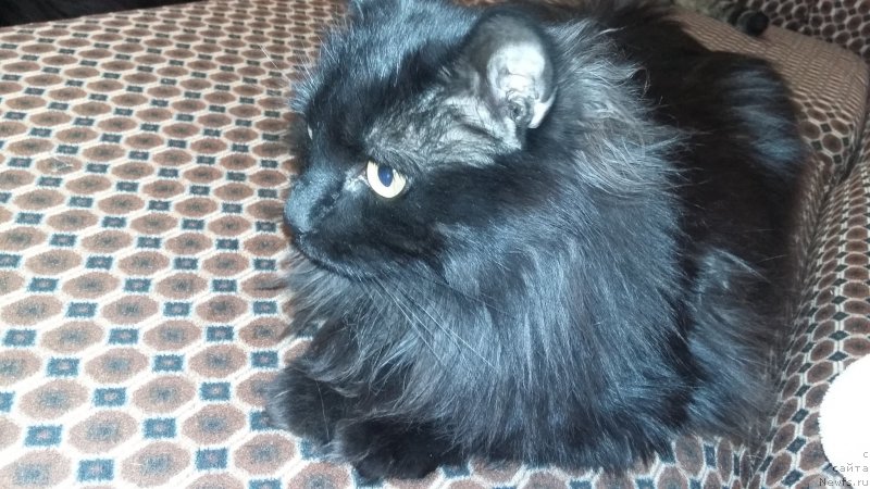 Фотография № 204779