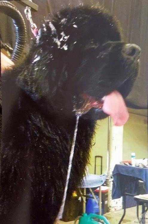 Фотография № 204782