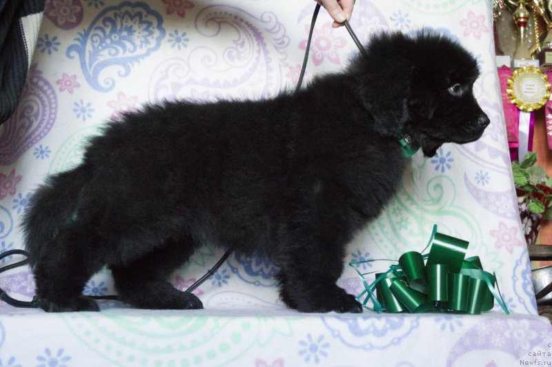 Фото: ньюфаундленд Sirius Bol'shoy Pes (Сириус Большой Пес)