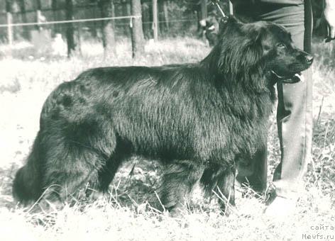 Фото: ньюфаундленд Matiyus Princis (Матиюс Принцис)