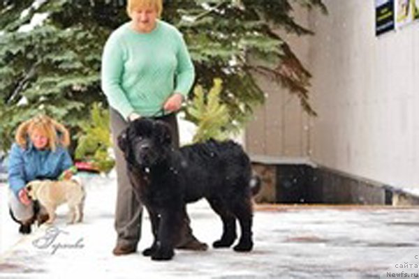 Фото: ньюфаундленд P'er Livi (Пьер Ливи), Elena Bajutina (Елена Бажутина)