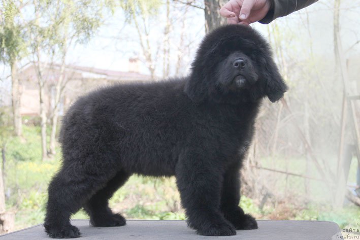 Фото: ньюфаундленд Znatnaya Dama s Berega Dona (Знатная Дама с Берега Дона)