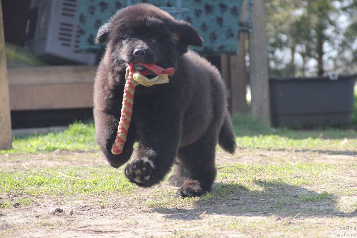 Фото: ньюфаундленд Znatnaya Dama s Berega Dona (Знатная Дама с Берега Дона)