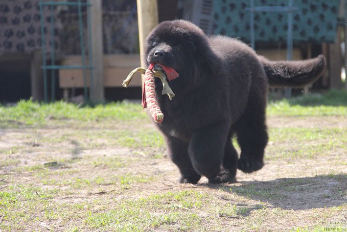 Фото: ньюфаундленд Znatnaya Dama s Berega Dona (Знатная Дама с Берега Дона)