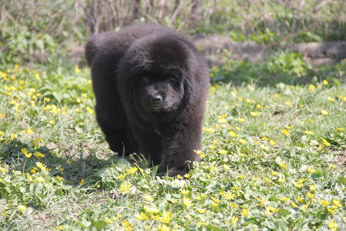 Фото: ньюфаундленд Znatnaya Dama s Berega Dona (Знатная Дама с Берега Дона)