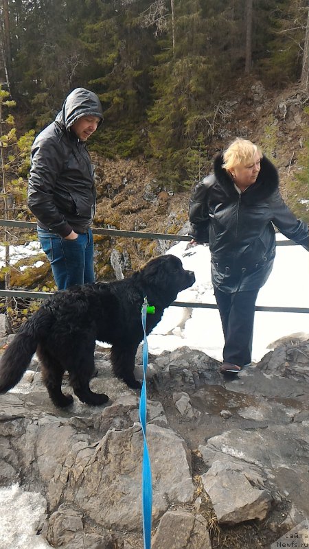 Фото: ньюфаундленд Belkonder-Club Burgundy Ice (Белкондер-Клаб Бургунди Айс)
