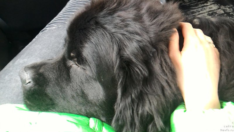 Фото: ньюфаундленд Belkonder-Club Burgundy Ice (Белкондер-Клаб Бургунди Айс)