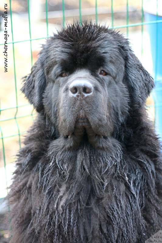 Фото: ньюфаундленд Chernaya Mafia Must Have (Черная Мафия Муст Хаве)