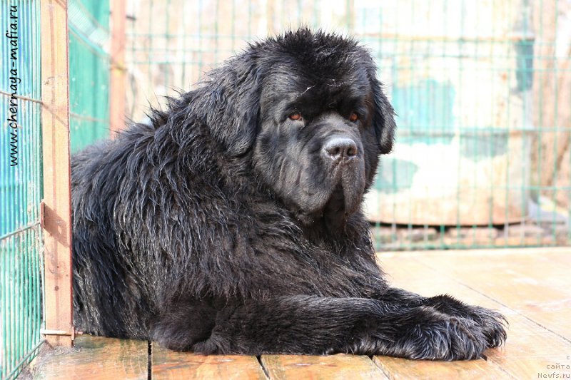 Фото: ньюфаундленд Chernaya Mafia Must Have (Черная Мафия Муст Хаве)