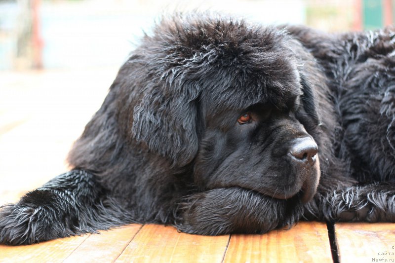 Фото: ньюфаундленд Chernaya Mafia Must Have (Черная Мафия Муст Хаве)