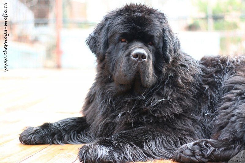 Фото: ньюфаундленд Chernaya Mafia Must Have (Черная Мафия Муст Хаве)