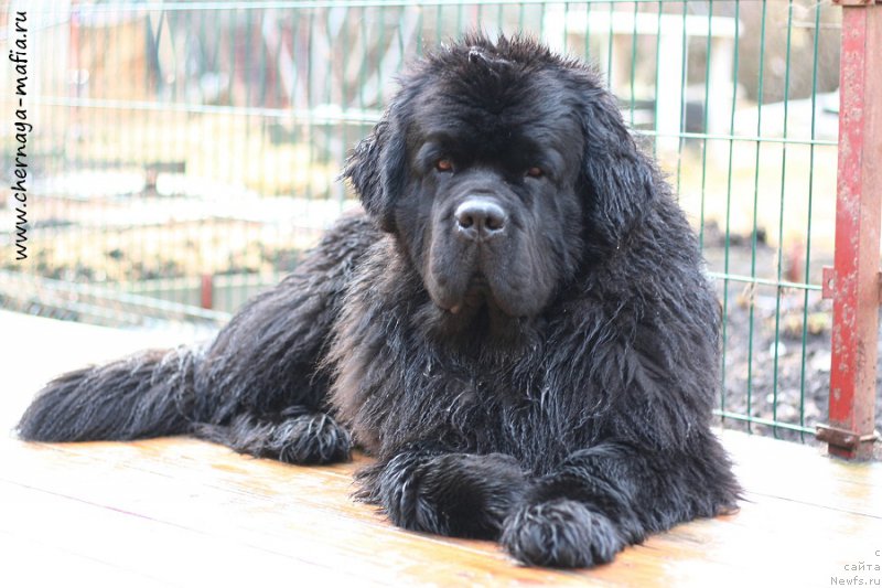 Фото: ньюфаундленд Chernaya Mafia Must Have (Черная Мафия Муст Хаве)