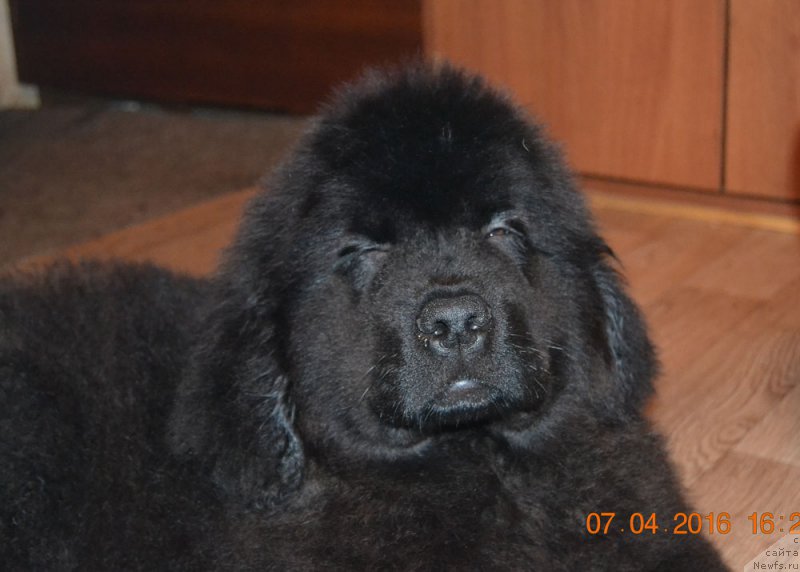 Фото: ньюфаундленд Zdorovyak s Berega Dona (Здоровяк с Берега Дона)