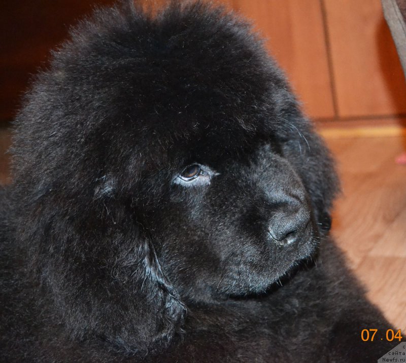 Фото: ньюфаундленд Zdorovyak s Berega Dona (Здоровяк с Берега Дона)