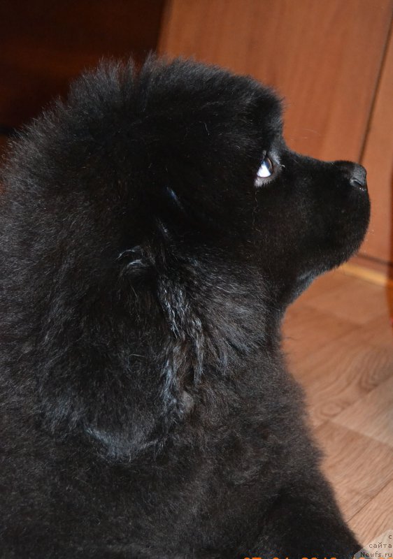 Фото: ньюфаундленд Zdorovyak s Berega Dona (Здоровяк с Берега Дона)