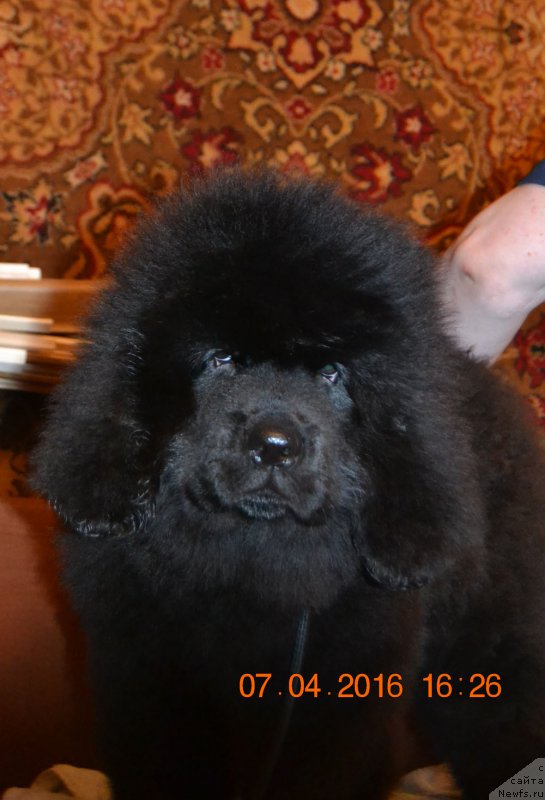 Фото: ньюфаундленд Zdravica s Berega Dona (Здравица с Берега Дона)