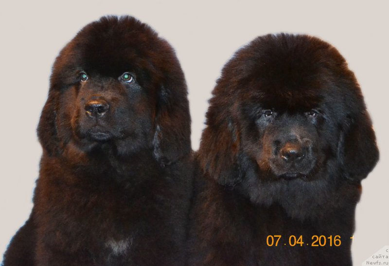 Фото: ньюфаундленд Zdorovyak s Berega Dona (Здоровяк с Берега Дона), ньюфаундленд Zdravica s Berega Dona (Здравица с Берега Дона)